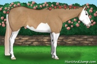 Horse Color:Red Dun Splash 