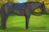 Horse Color:Black  Brindle