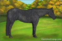Horse Color:Black Brindle