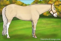 Horse Color:Silver Classic Champagne Dun Splash Frame