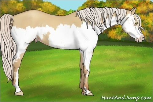 Horse Color:Silver Classic Champagne Dun Splash Frame 