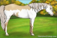 Horse Color:Silver Classic Champagne Dun Splash Frame 