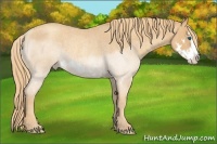 Horse Color:Gold Champagne Roan Sabino Splash Frame Rabicano