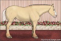 Horse Color:Silver Classic Champagne Dun Splash Frame 