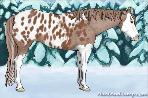 Horse Color:Chestnut Sabino Splash Appaloosa 