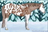Horse Color:Chestnut Sabino Splash Appaloosa 
