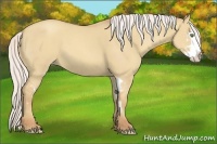 Horse Color:Silver Classic Champagne Dun Splash Frame 