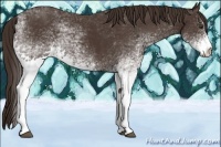 Horse Color:White Spotted Liver Chestnut 