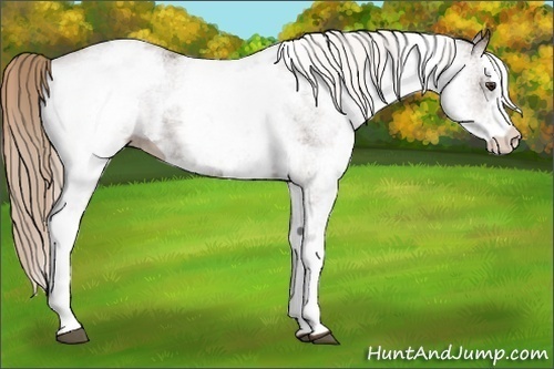 Horse Color:White Spotted Liver Chestnut 
