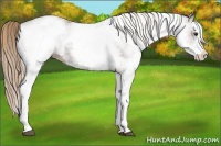 Horse Color:White Spotted Liver Chestnut 