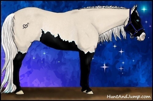 Horse Color:Cremello Sabino Splash Rabicano 