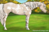 Horse Color:White Spotted Palomino Pearl 