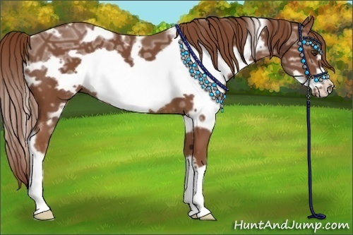 Horse Color:White Spotted Chestnut Ice Frame