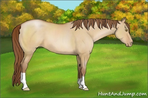 Horse Color:Bay Pearl Dun