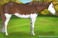 Horse Color:Liver Chestnut Splash 