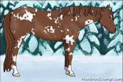 Horse Color:White Spotted Chestnut 