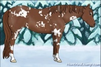 Horse Color:White Spotted Chestnut