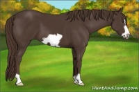 Horse Color:Liver Chestnut Frame 