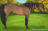 Horse Color:Buckskin 