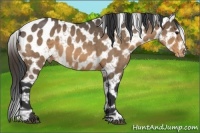 Horse Color:Buckskin Roan Snowflake Varnish