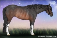 Horse Color:Brown Rabicano