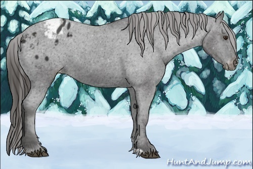 Horse Color:Liver Chestnut Appaloosa 