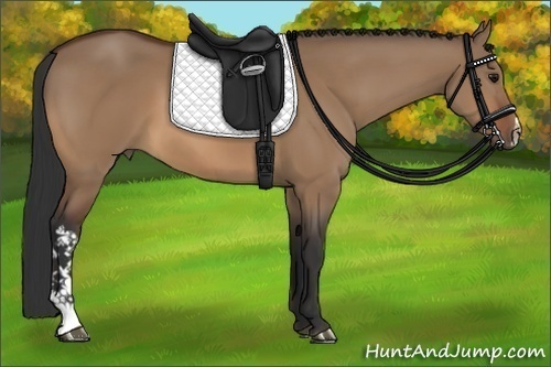 Horse Color:Bay Dun 