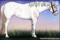Horse Color:White Spotted Buckskin Pearl Tobiano Rabicano