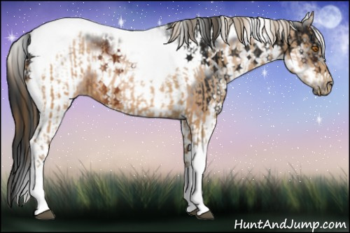 Horse Color:Brown Pearl Tobiano Rabicano  and Gray White Spotted Brown Tobiano Frame Rabicano 