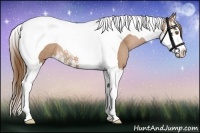 Horse Color:Brown Pearl Splash Tobiano Rabicano 