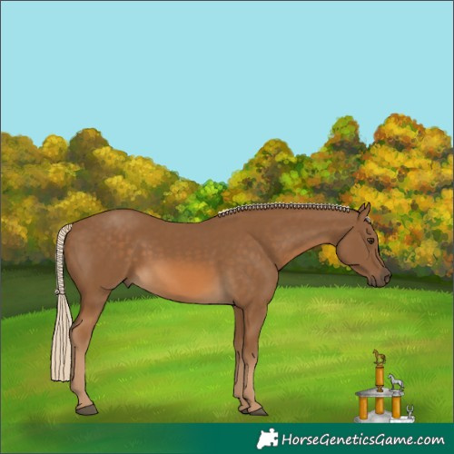 Horse Color:Chocolate Palomino 