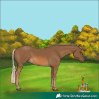 Horse Color:Chocolate Palomino 