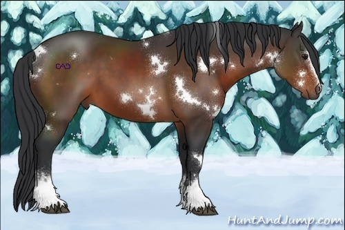 Horse Color:White Spotted Bay 