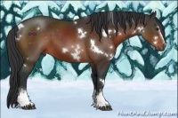 Horse Color:White Spotted Bay 