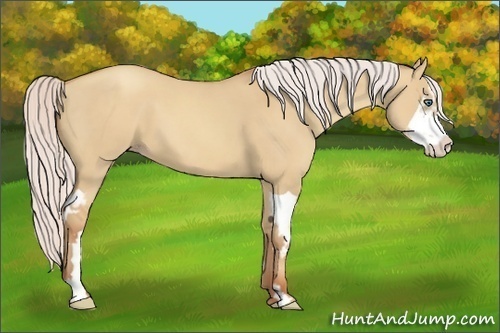 Horse Color:Silver Classic Champagne Dun Splash Frame 