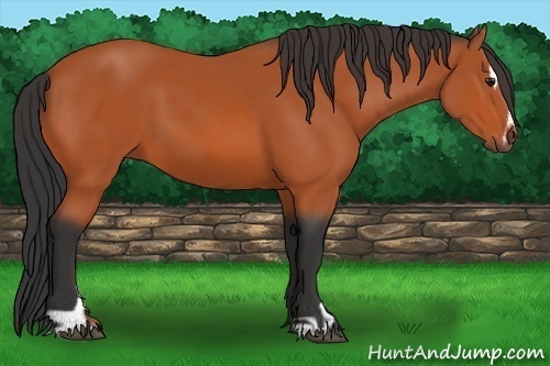Horse Color:Bay Sabino 