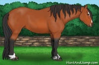 Horse Color:Bay Sabino 