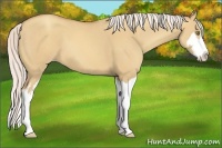 Horse Color:Silver Classic Champagne Dun Splash Frame 