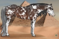 Horse Color:Bay Sabino 