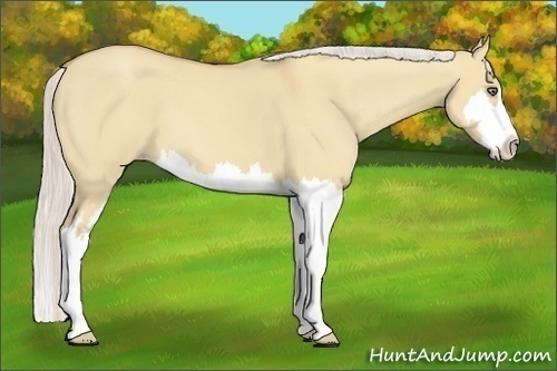 Horse Color:Silver Classic Champagne Dun Splash Frame 