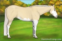 Horse Color:Silver Classic Champagne Dun Splash Frame 