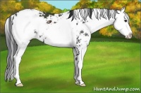 Horse Color:Black Sabino 