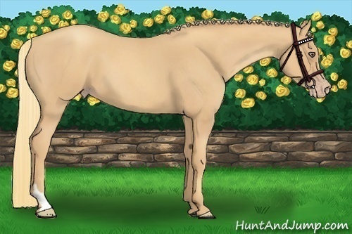 Horse Color:Gold Champagne Roan Tobiano 