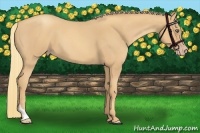 Horse Color:Gold Champagne Roan Tobiano 