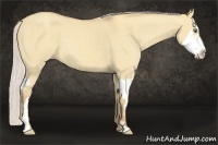 Horse Color:Silver Classic Champagne Dun Splash Frame 