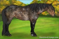 Horse Color:Buckskin Ice 