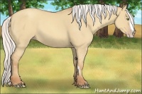 Horse Color:Silver Classic Champagne Dun Splash Frame 