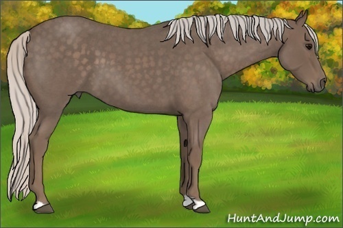 Horse Color:Silver Blue Roan