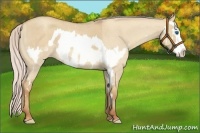 Horse Color:Silver Classic Champagne Roan Dun Splash Frame 