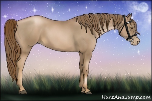 Horse Color:Liver Chestnut Pearl 